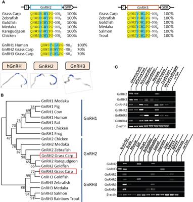 Novel pituitary actions of GnRH in teleost: The link between reproduction and feeding regulation